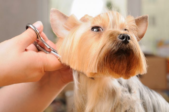 What are Straight Scissors Used for in Dog Grooming? Essential Guide