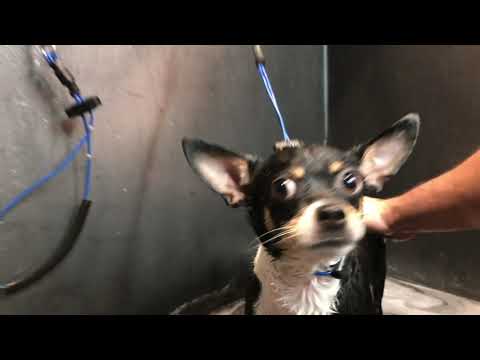 Warren London Cleopatra's Doggy Bath Milk
