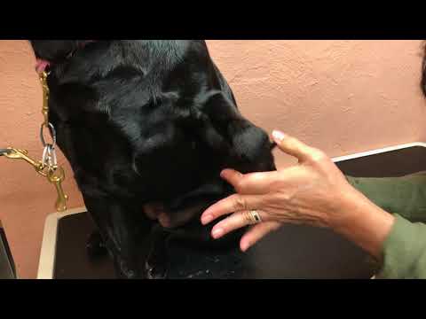 Warren London Paw Defense Wax 60g