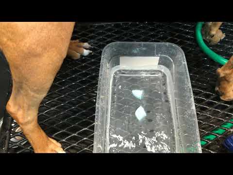 Warren London Deep Cleaning Paw Fizz Tablets