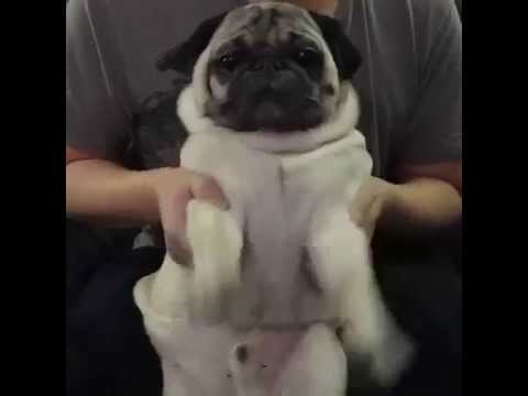 Paw Soother