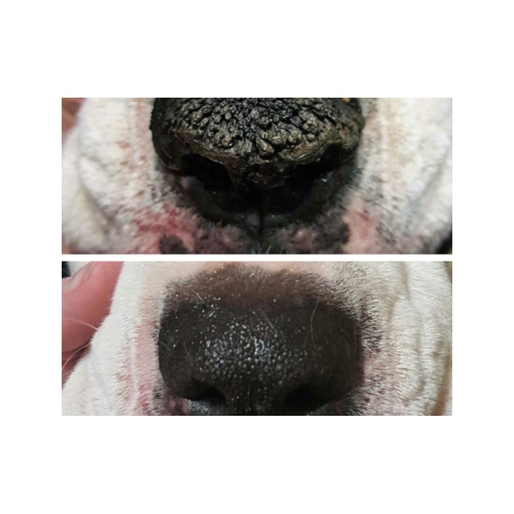 Natural Dog Company Snout Soother 4.5ml (Trial Size)