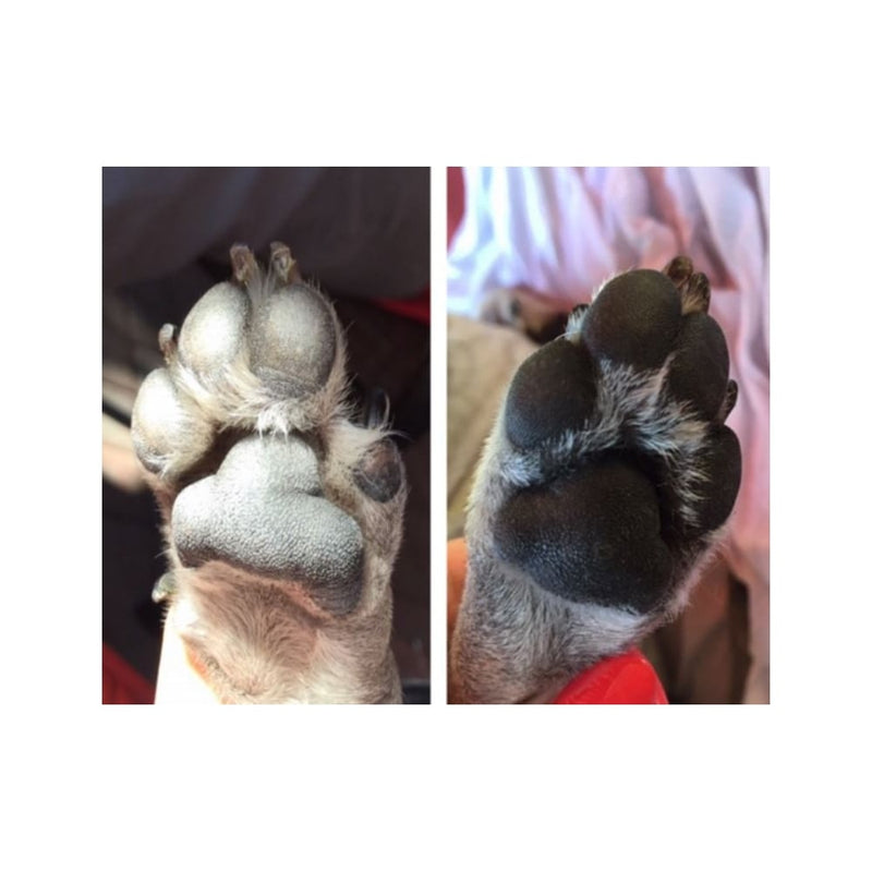 Pawtector