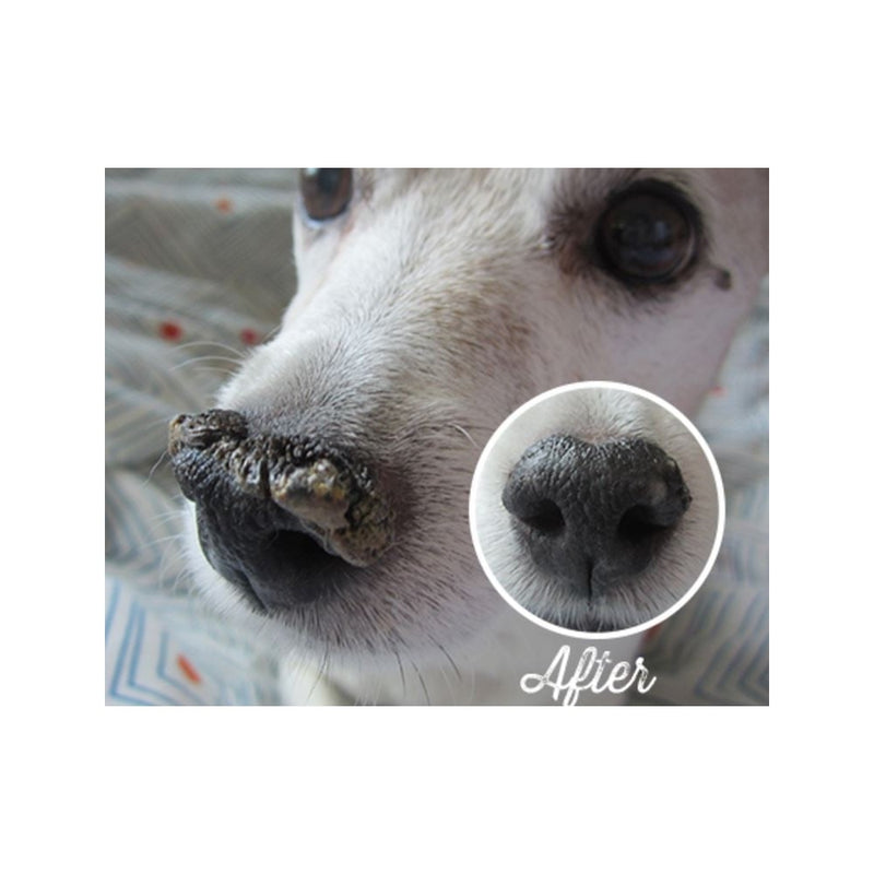 Natural Dog Company Snout Soother 4.5ml (Trial Size)