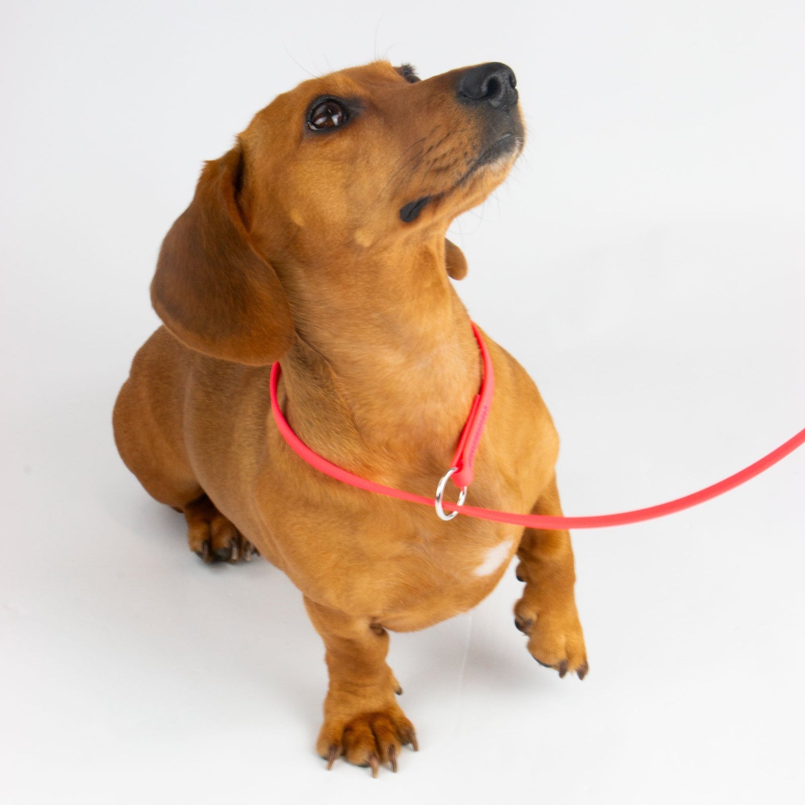Groomers Pet Power Grooming Lead 6ft