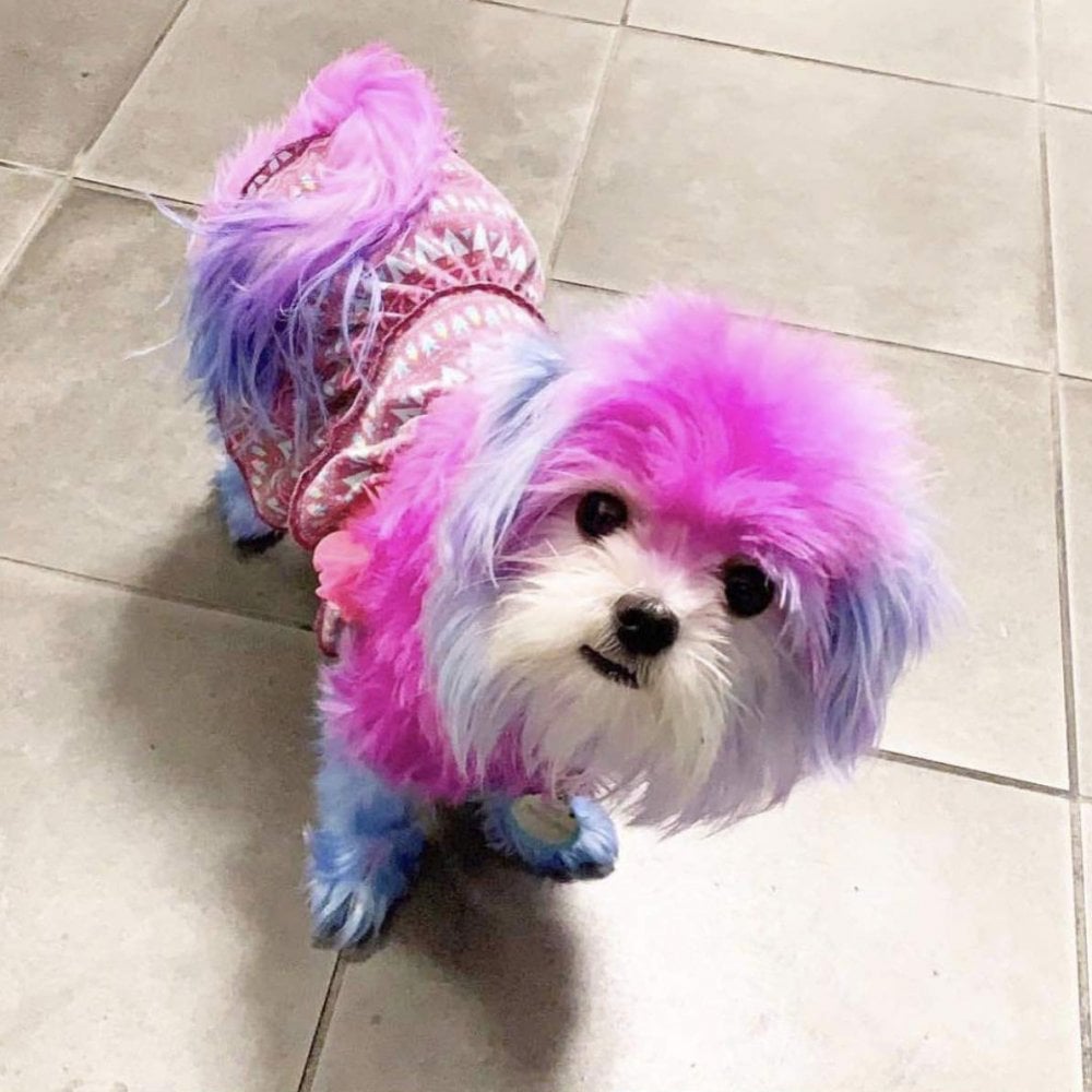 Warren London Critter Color Temporary Dog Fur Dye