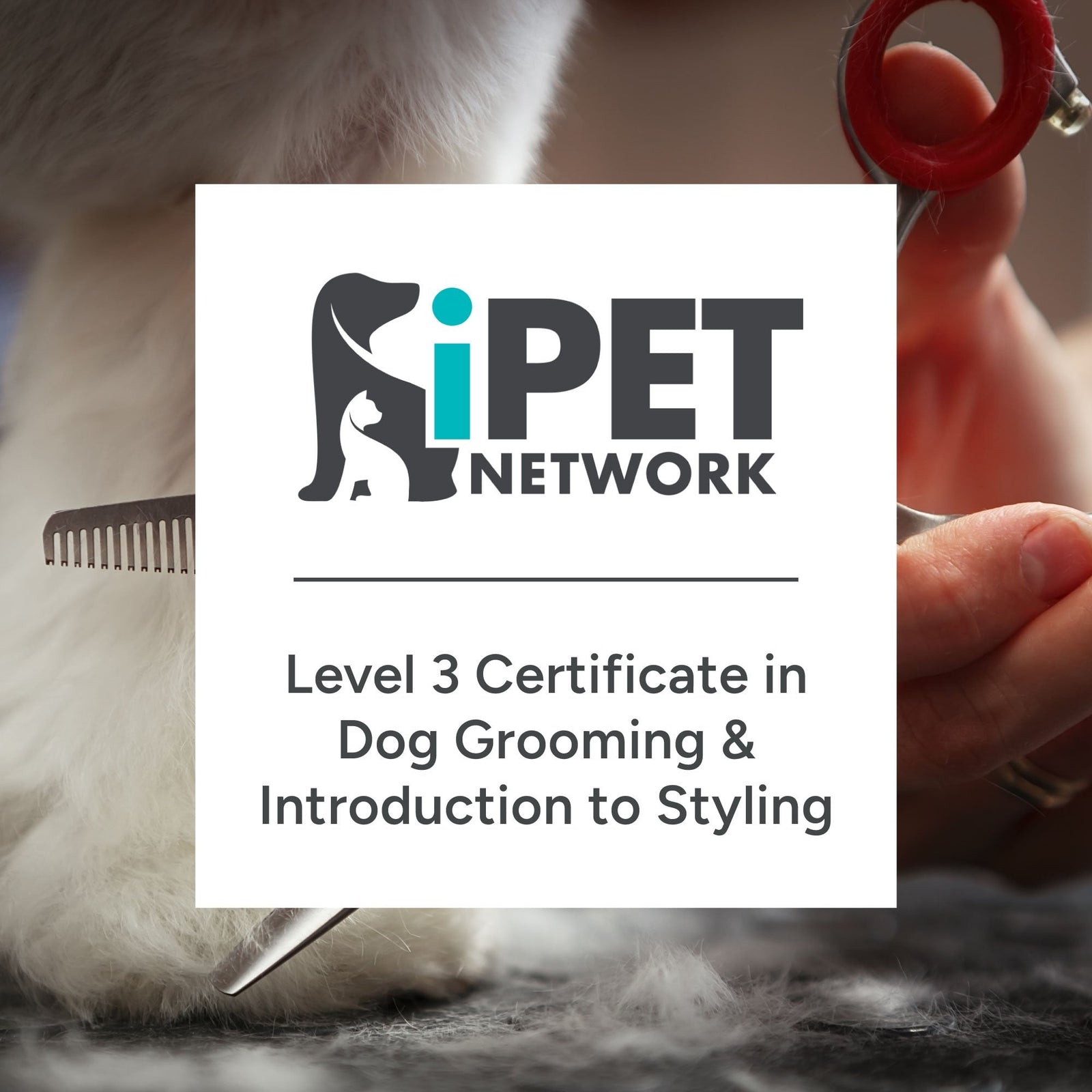 iPET Network Level 3 Certificate in Dog Grooming and Introduction to Styling