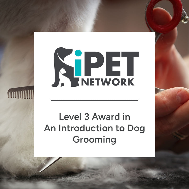 iPET Network Level 3 Award in An Introduction to Dog Grooming