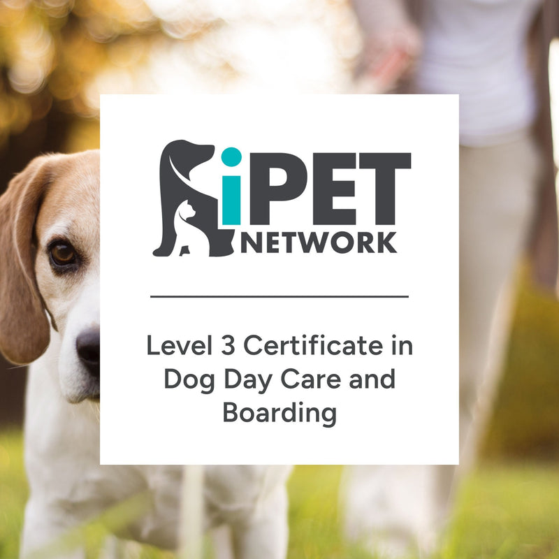 iPET Network Level 3 Certificate in Dog Day Care and Boarding